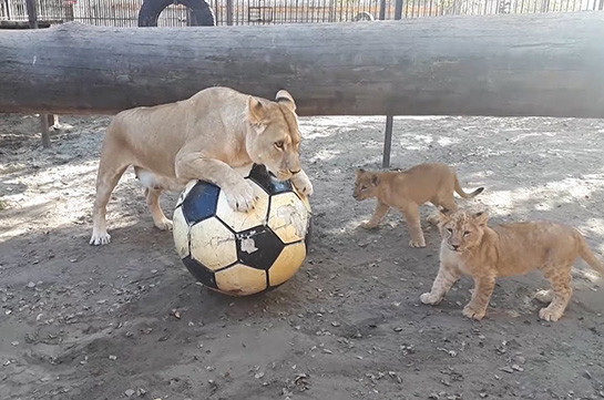 Львы барнаульского зоопарка играют в футбол (Видео)