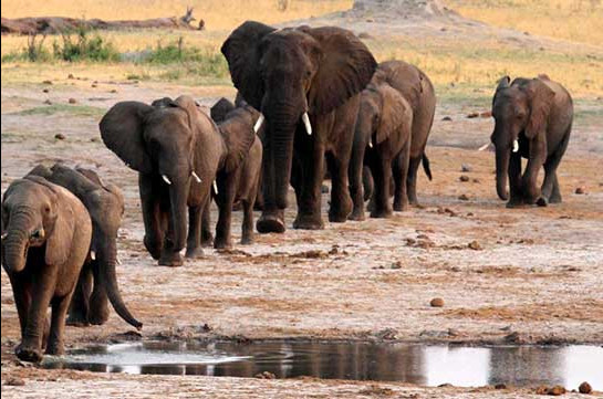 At least 55 elephants die in Zimbabwe drought
