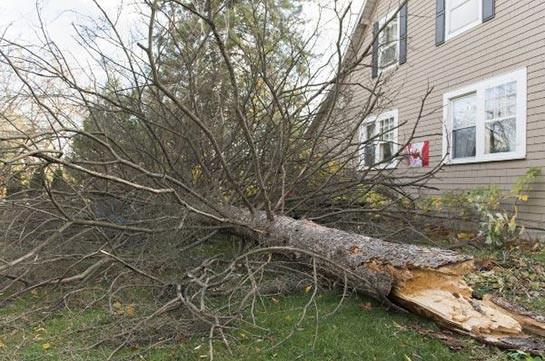 В Квебеке почти миллион домов остались без электричества из-за шторма