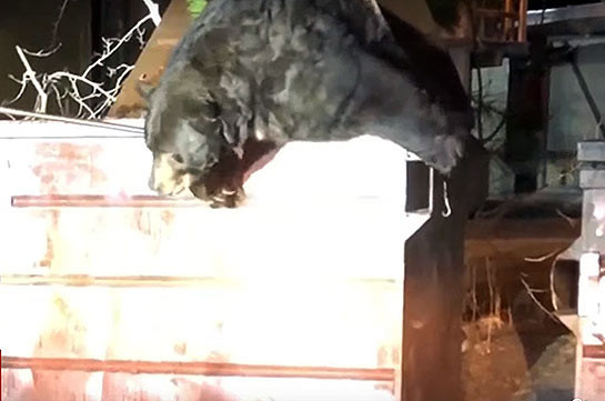 Как медведь в контейнере застрял (Видео)