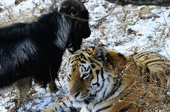 В Приморье умер козел Тимур, прославившийся своей дружбой с тигром