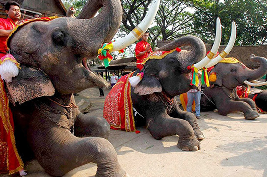 Банкет для слонов в Таиланде (Видео)
