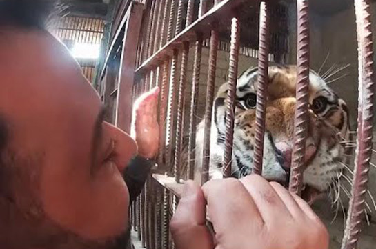Сириец обнимается с тиграми и львами (Видео)