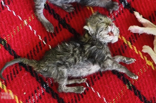 Թաիլանդում երկգլխանի կատու է ծնվել (Տեսանյութ)