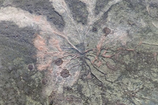 World's oldest fossil trees uncovered in New York