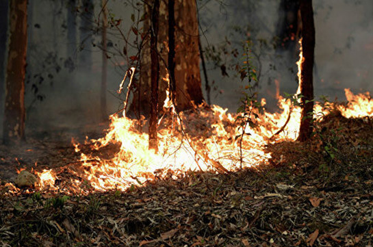 Նոր Զելանդիան կօգնի Ավստրալիային մարել անտառային հրդեհները