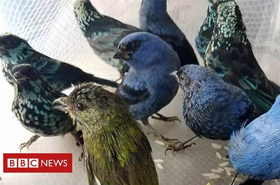 Man arrested in Peru airport with 20 birds in suitcase