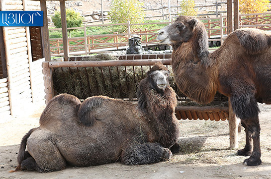 Camel died in Yerevan Zoo, cause unclear: EcoNews