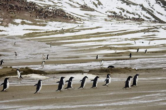 Antarctic island hits record temperature of 20.75C