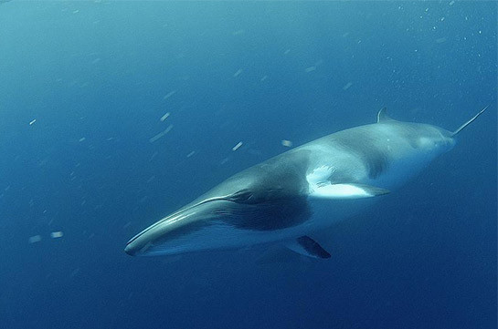 Синие киты возвращаются в Антарктику (Видео)