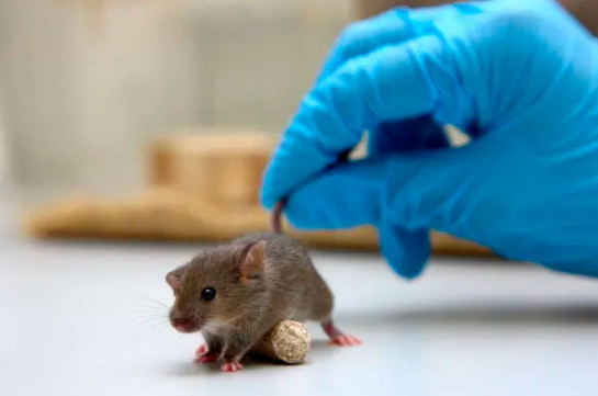 China develops 8 vaccines against COVID-19, some prove effective on animals