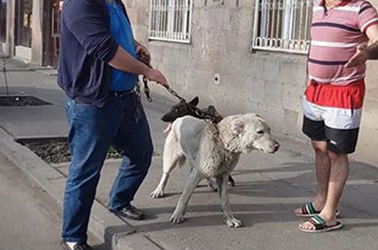 Էրեբունիում շանը մեքենայից կապած ու քարշ տված անձը հայտնաբերվել է ու տարվել բաժին