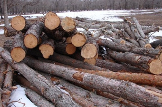 «Դիլիջանի ազգային պարկ»-ի տարբեր տեղամասերում ապօրինի հատված 257 ծառ է հայտնաբերվել