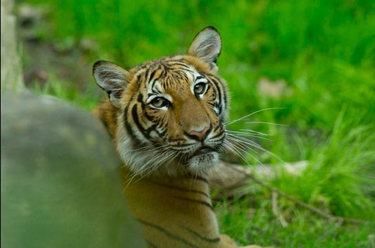 BBC: Tiger at Bronx Zoo tests positive for Covid-19