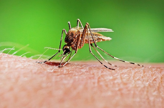 Իբիցան ենթարկվել է վտանգավոր վիրուսներ տարածող մոծակների հարձակման