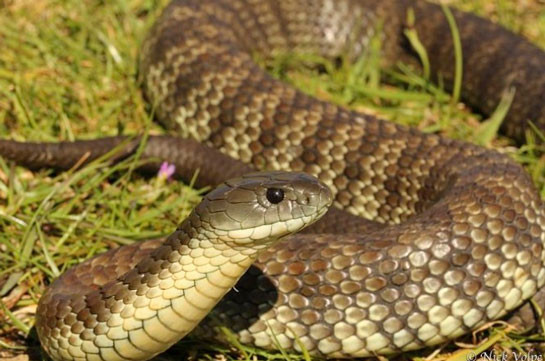Արցախում արձանագրվել է օձի խայթոցի 10 դեպք
