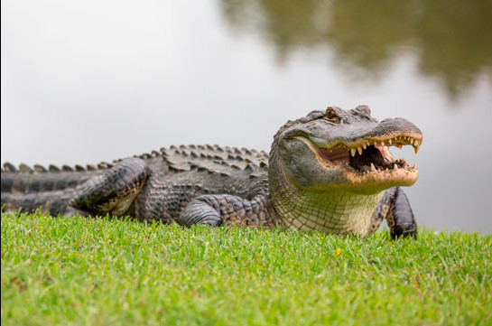 В США отец спас детей от огромного крокодила