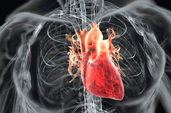 Впервые из стволовых клеток получилось вырастить человеческое сердце