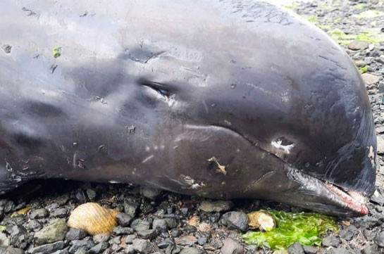 Mauritius oil spill: Dead dolphins found after shipwreck