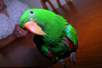 Попугай Кузя предотвратил ограбление дома своего хозяина 