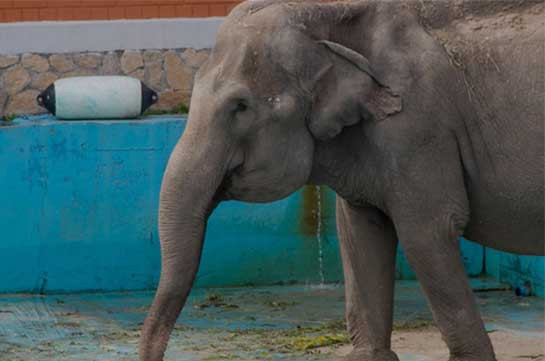 Американский суд рассмотрит первый в истории иск слонихи против зоопарка
