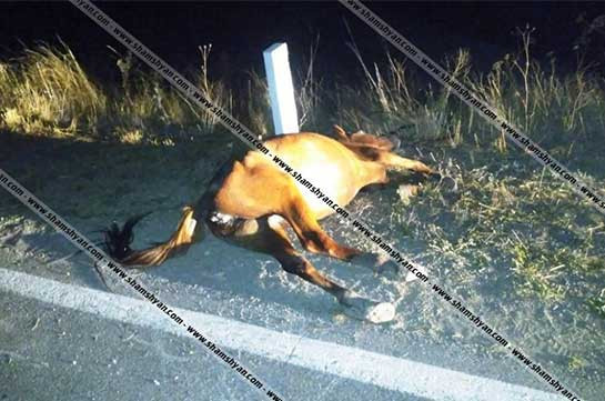 «ՎԱԶ-21063» մակնիշի մեքենան Շինուհայր-Գորիս ճանապարհին հարվածել է ձիուն. 60-ամյա ուղևորուհին մահացել է