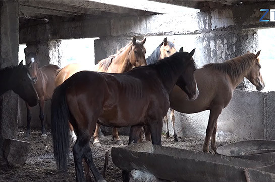 Շուռնուխցու ձիերը  հայտնվել են ադրբեջանցիների վերահսկողության տակ անցած տարածքում․ (Տեսանյութ)