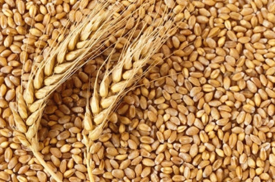 Կառավարությունը կսուբսիդավորի 1 կգ ցորենի համար սահմանված նվազագույն շահավետ գնի 70 դրամը