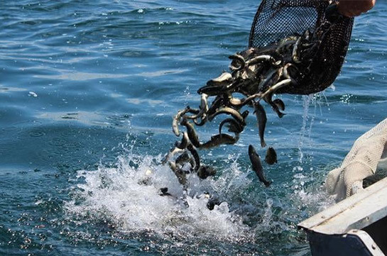 Կարգավորումներն ունեն կարևոր նպատակ՝ կանխել ապօրինի ձկնորսությունը և ձկնապաշարների վերականգնման միջոցով վերականգնել Սևանա լճի էկոհամակարգը. նախարարություն