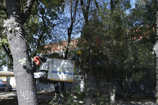 Երևանում մեկնարկել է ծառերի աշնանային էտը. Էտվում են նաև ճանապարհային երթևեկության նշաններին խանգարող ճյուղերը