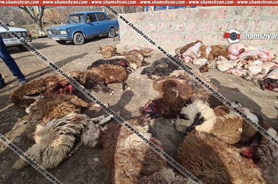 Ագարակավան գյուղում գայլերի ոհմակը 170-ից ավելի մայրացու ոչխար է հոշոտել. գյուղացին կրել է մոտ 40 հազար դոլարի վնաս