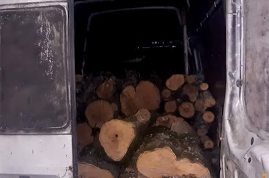 157 ապօրինի հատված ծառ՝ «Տաշիրի անտառտնտեսության» մասնաճյուղերում. դատախազությունում քրեական գործ է հարուցվել