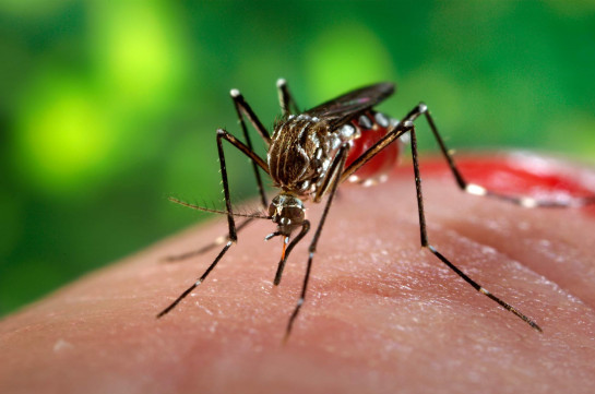 Ինչպե՞ս պաշտպանվել մոծակների խայթոցից