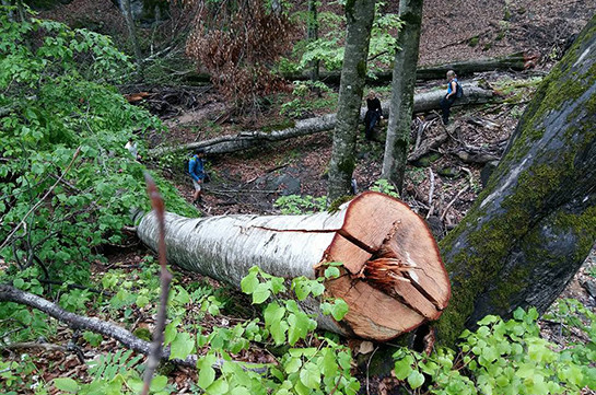 Ծառերն ապօրինի հատել էր անտառապահը. ոստիկանության բացահայտումը (Տեսանյութ)