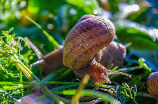 The first snail breeding farm was established in Armenia