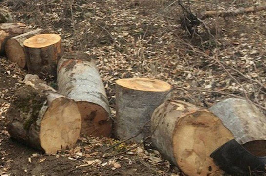 Նորատուսի անտառում ապօրինի ծառահատում են իրականացրել