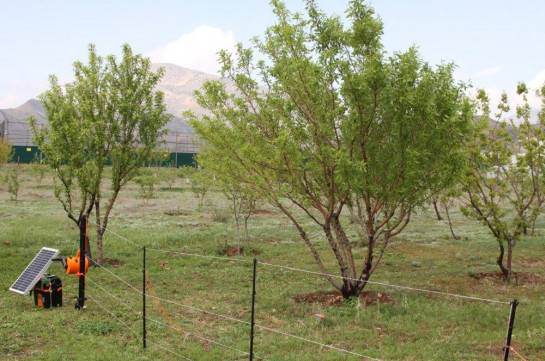 The introduction of electric fences program was implemented in region of Ararat