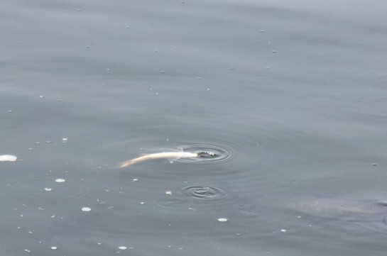 Ահազանգ. Վարդավառի լճում կան անկած ձկներ․ իրականացվել է նմուշառում