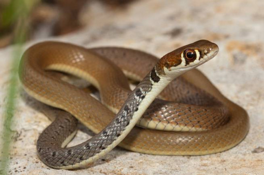 Հայաստանում փրկարարները 2 օրում օձերի վերաբերյալ 14 ահազանգ են ստացել