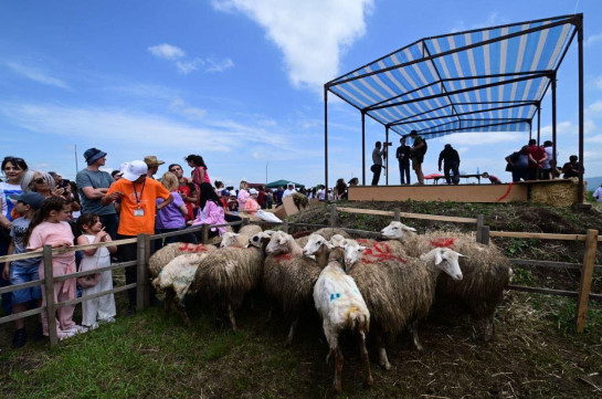 Սյունիքի մարզի Խոտ բնակավայրում ոչխարներ են խուզել․ ներկա էր նաև Վահան Քերոբյանը