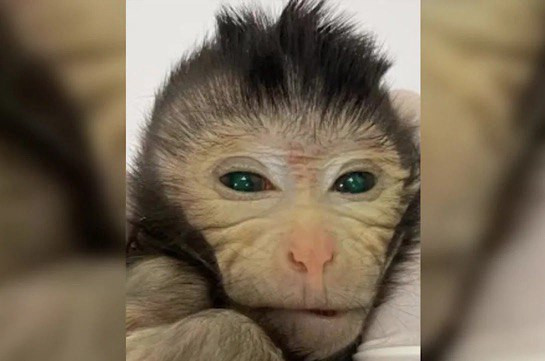 Գիտնականները ԴՆԹ-ի երկու հավաքածուով քիմերային կապիկ են ստեղծել