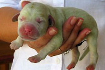 В Бразилии родился щенок с зеленой шерстью 