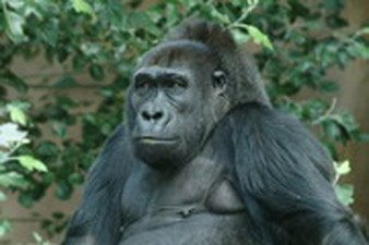 Люди заразны: В Африке горилл убивает обыкновенная простуда